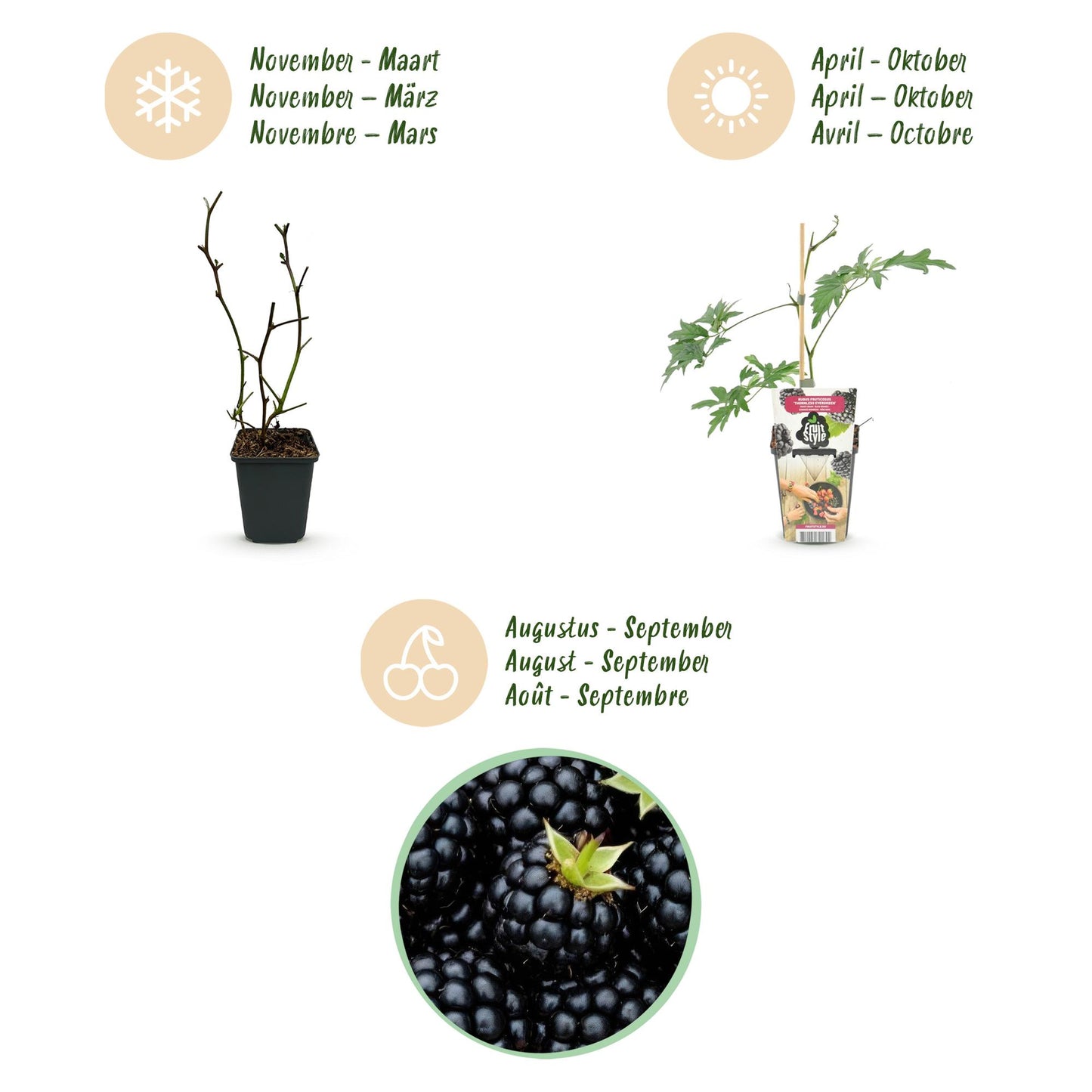 Rubus 'Thornless Evergreen' - Doornloze zwarte Braam - -
