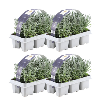 4x 6 pack Lavendel angustifolia - Ø7 cm - ↕15 cm