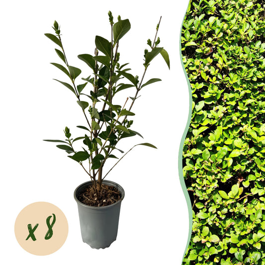 Ligustrum ovalifolium - Liguster - hoogte 35-40cm