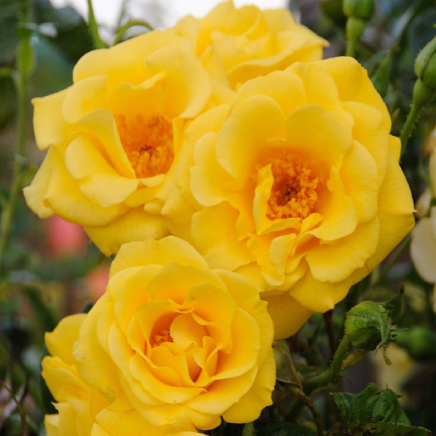Rosa 'Spring Queen' - Klimroos