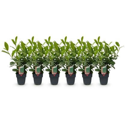 Prunus laurocerasus 'Rotundifolia' - Laurierkers - hoogte 50cm