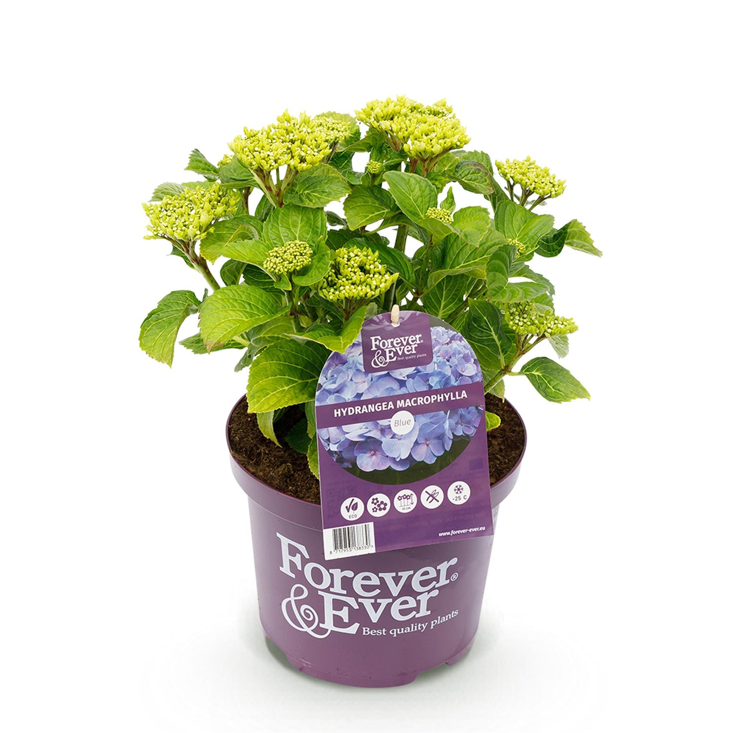 Hydrangea 'Forever & Ever Blue' - Blauwe hortensia - 7-12 Bloemen - Pot 23cm Hoogte 55cm