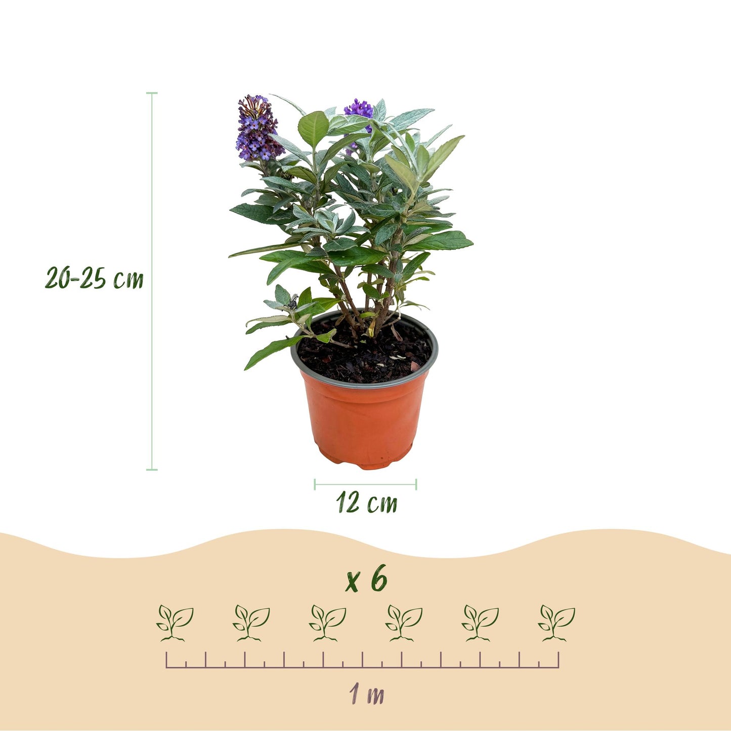 Buddleja davidii 'Butterfly Candy Little Lila' - Vlinderstruik - hoogte 20-25cm