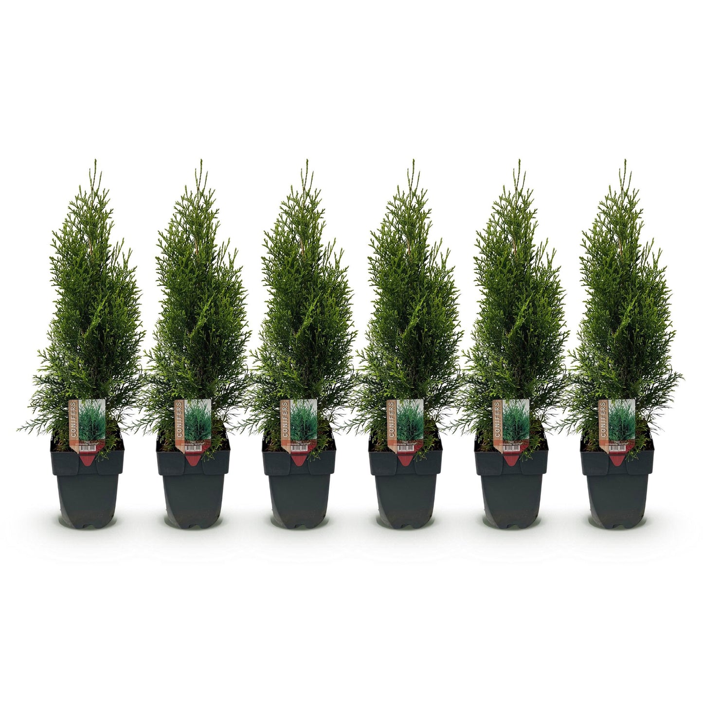 Thuja occidentalis 'Smaragd' - Westerse Levensboom - hoogte 55cm