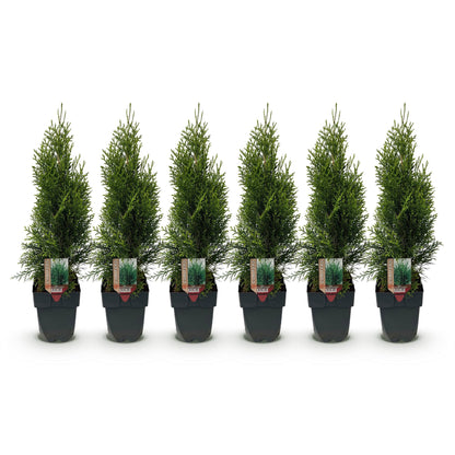 Thuja occidentalis 'Smaragd' - Westerse Levensboom - hoogte 55cm