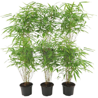6x Fargesia Rufa Ø13 cm - ↕25 cm Bamboe