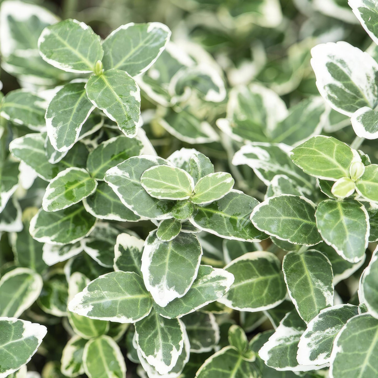 Euonymus fort. 'Emerald Gaiety' - Kardinaalshoed