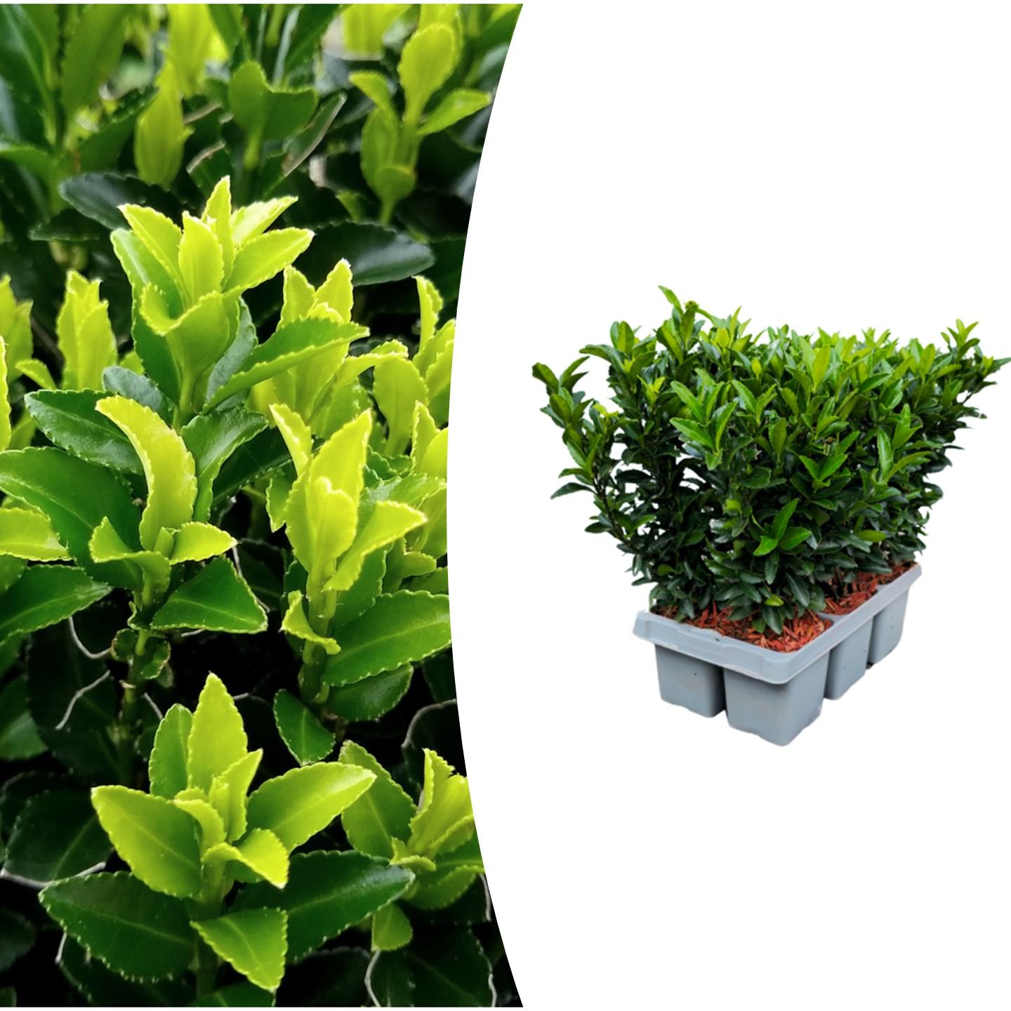 Euonymus 'Green Spire' - Kardinaalshoed - 1x 6 pack