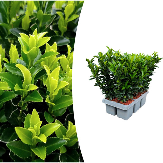 Euonymus 'Green Spire' - Kardinaalshoed - 1x 6 pack