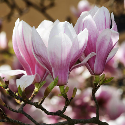 Magnolia soulangeana - Magnolia - hoogte 30cm