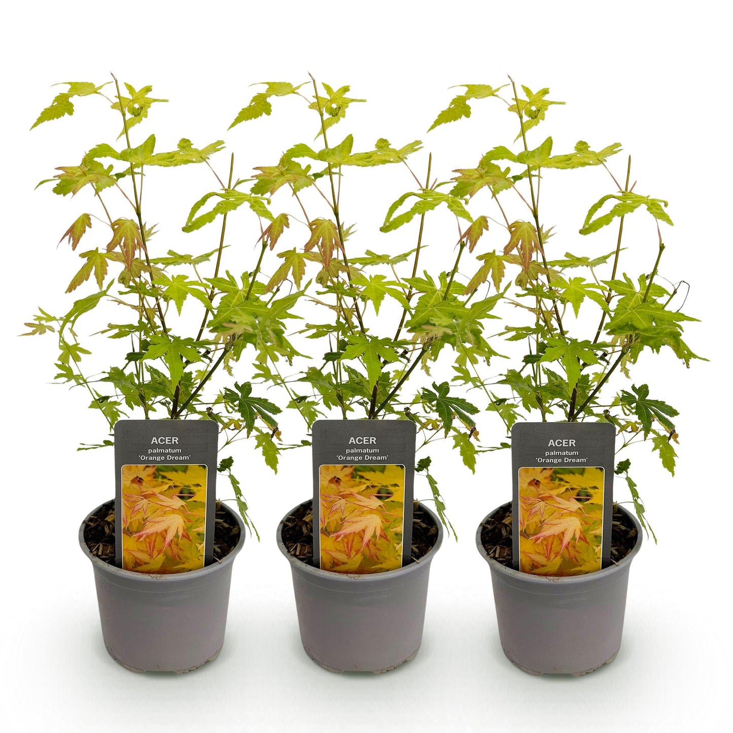 Green boutiQ - Tuinplant - Acer palmatum Orange Dream - Oranje - 3 Planten - Bladverliezend - Weinig Onderhoud - Pot 12cm Hoogte 35cm