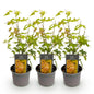 Green boutiQ - Tuinplant - Acer palmatum Orange Dream - Oranje - 3 Planten - Bladverliezend - Weinig Onderhoud - Pot 12cm Hoogte 35cm
