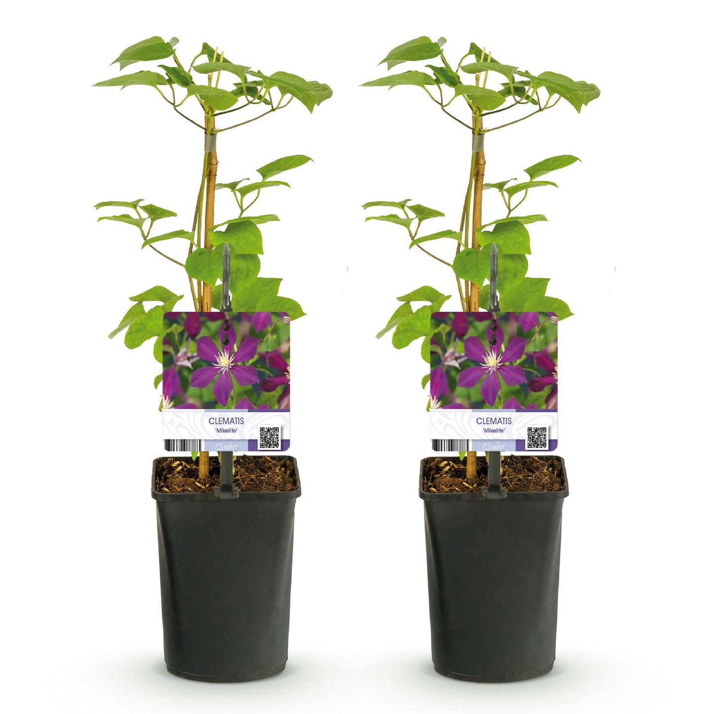 Clematis 'Mikelite' - Clematis - 2 planten - Pot 11cm - Hoogte 40cm
