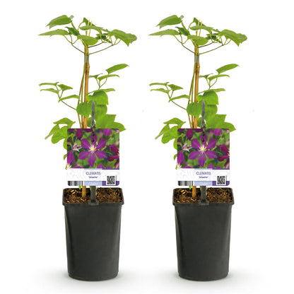 Clematis 'Mikelite' - Clematis - 2 planten - Pot 11cm - Hoogte 40cm