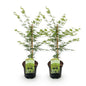 Green boutiQ - Terrasplant - Japanse Esdoorn - Acer palmatum Emerald Lace - Groen - 2 Planten - Bladverliezend - Pot 19cm Hoogte 70cm