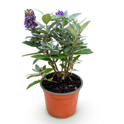 Buddleja davidii 'Butterfly Candy Little Lila' - Vlinderstruik - hoogte 20-25cm