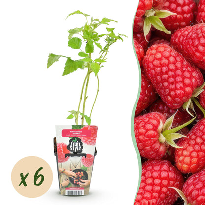 Rubus idaeus 'Heritage' - Framboos - -