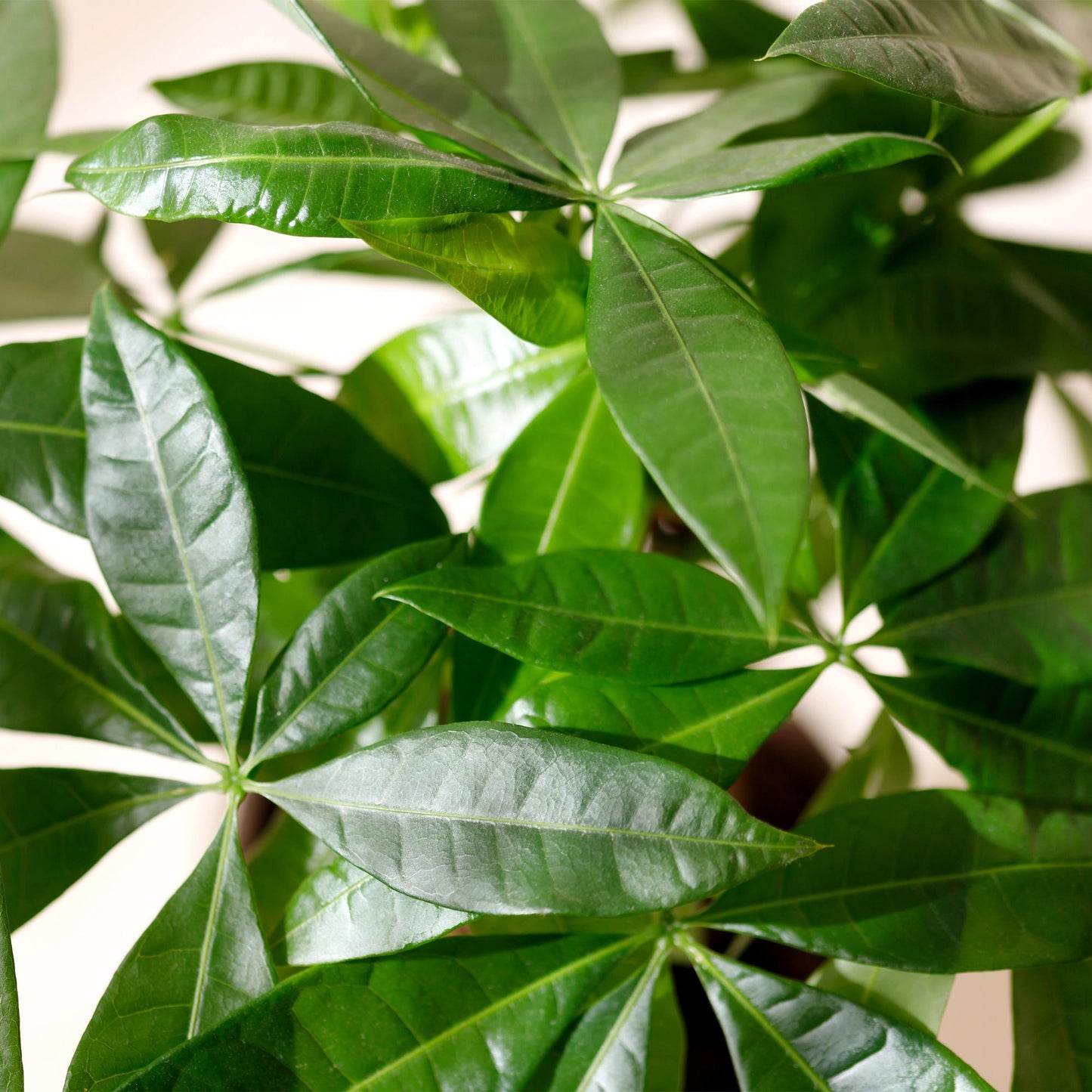 Green BoutiQ - Green is... Kamerplanten - Pachira Aquatica gevlochten stam - Geldboom - Weinig onderhoud - Groen - 1 Plant - Pot 17cm - Hoogte 60-70cm