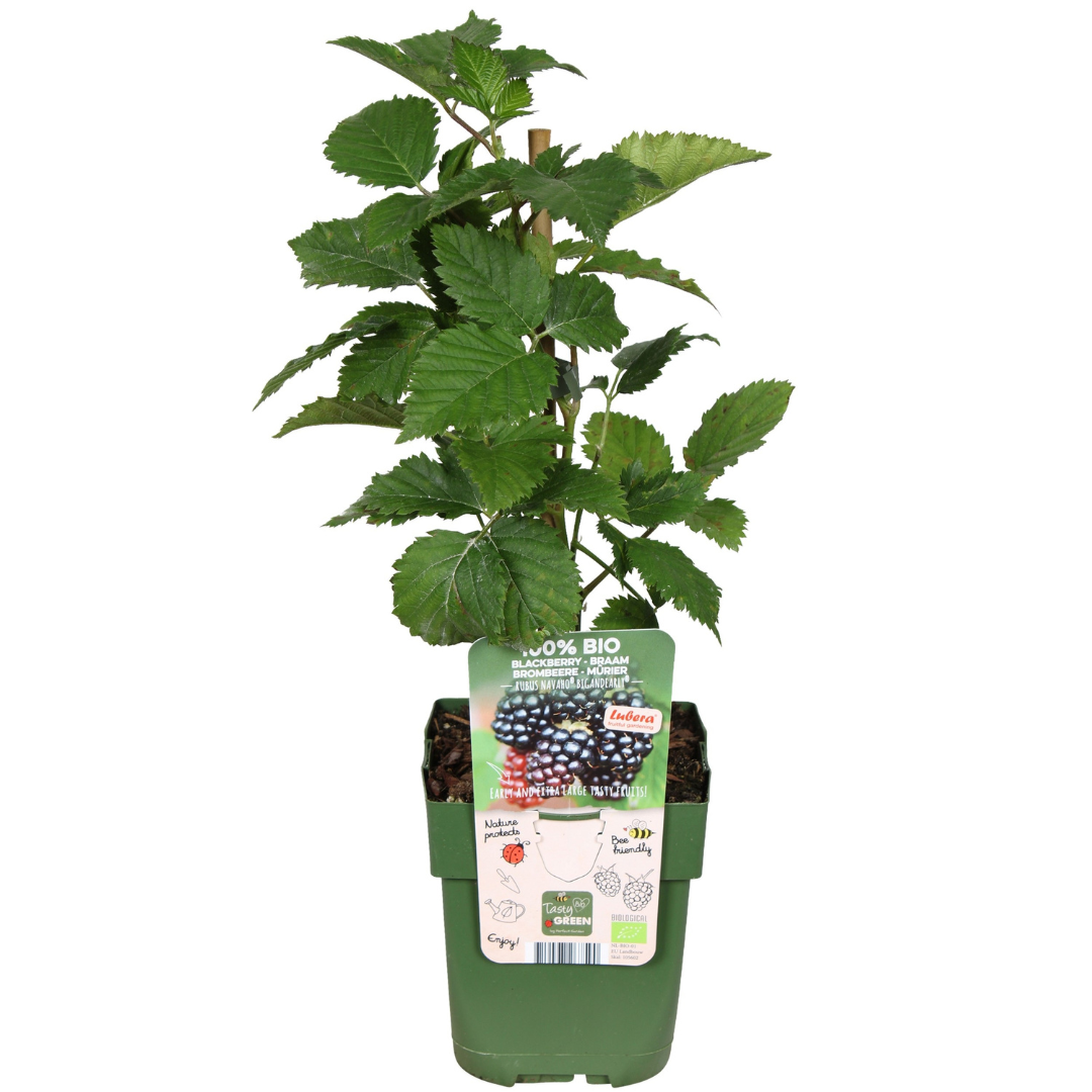 Biologische bramenplanten - 6 planten - Ø 13 cm - ↨ 20 cm