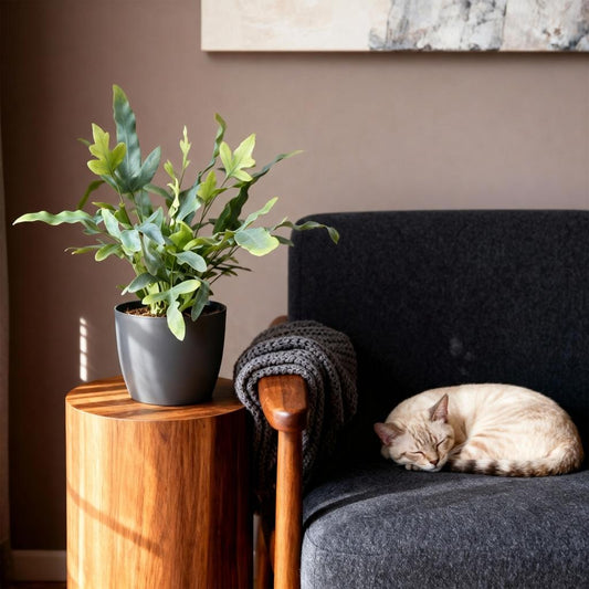 Green boutiQ - Kamerplant - Phlebodium aureum Blue Star - Blauwe Varen - Huisdiervriendelijke Plant - Blauw - 4 Planten - met Potter Grijs - Pot 12cm - Hoogte 25cm