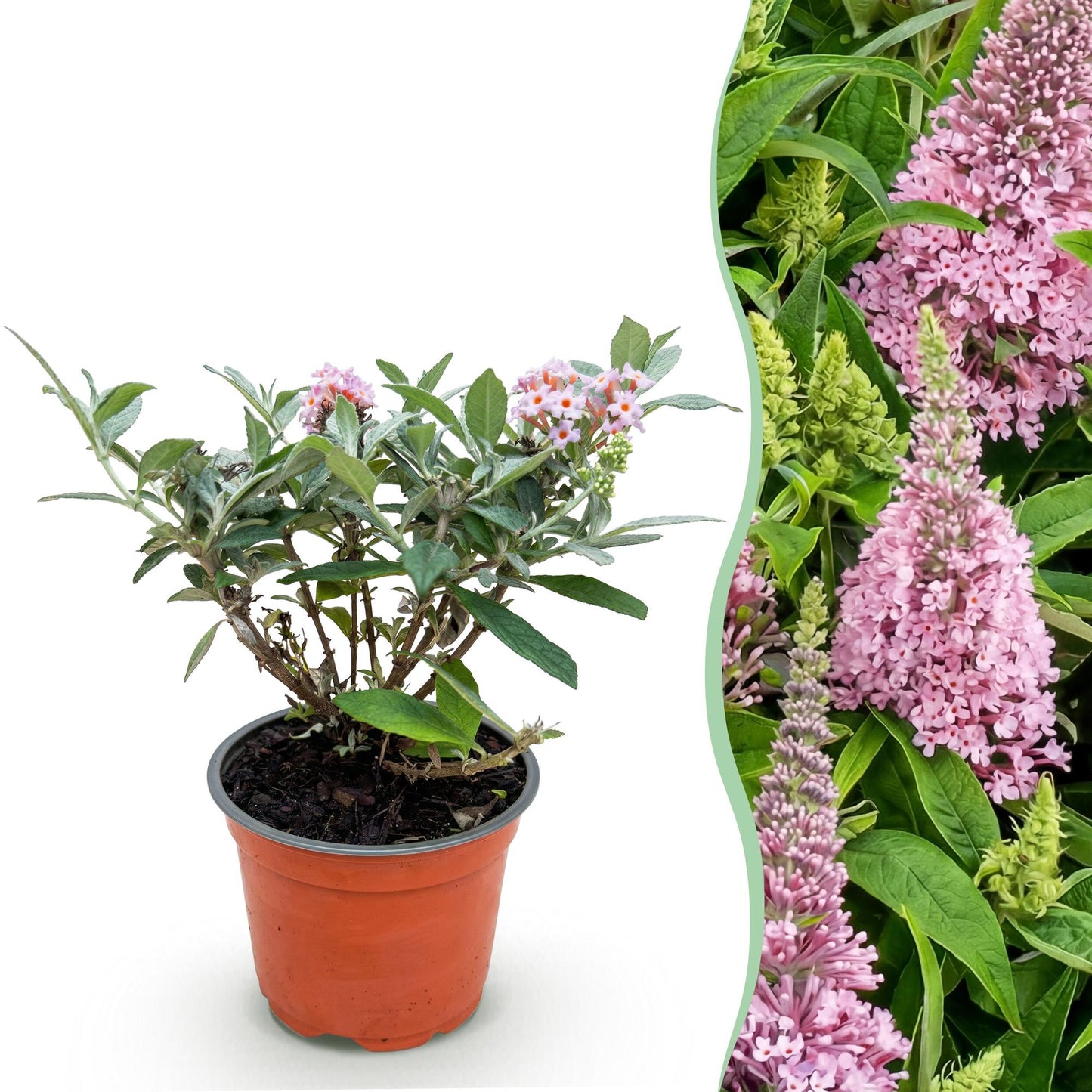 Buddleja davidii 'Butterfly Candy Little Pink' - Vlinderstruik - hoogte 20-25cm