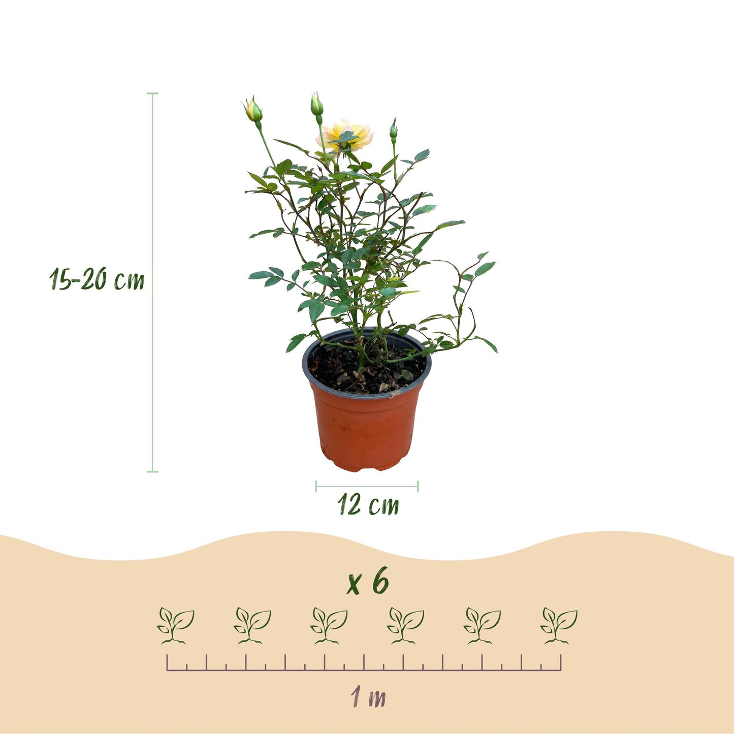 Green boutiQ - Tuin Roos - Rosa Tricolor Fairy - Roos - Winterhard - Geel-Roze - 3 Planten - Pot 12cm - Hoogte Hoogte 20-25cm