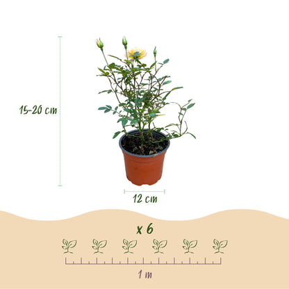 Green boutiQ - Tuin Roos - Rosa Tricolor Fairy - Roos - Winterhard - Geel-Roze - 3 Planten - Pot 12cm - Hoogte Hoogte 20-25cm