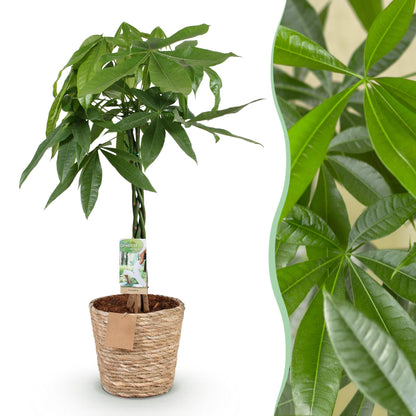 Pachira Aquatica gevlochten stam - Geldboom - incl. mand - pot 21cm - hoogte 80-90cm