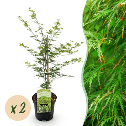 Green boutiQ - Terrasplant - Japanse Esdoorn - Acer palmatum Emerald Lace - Groen - 2 Planten - Bladverliezend - Pot 19cm Hoogte 70cm