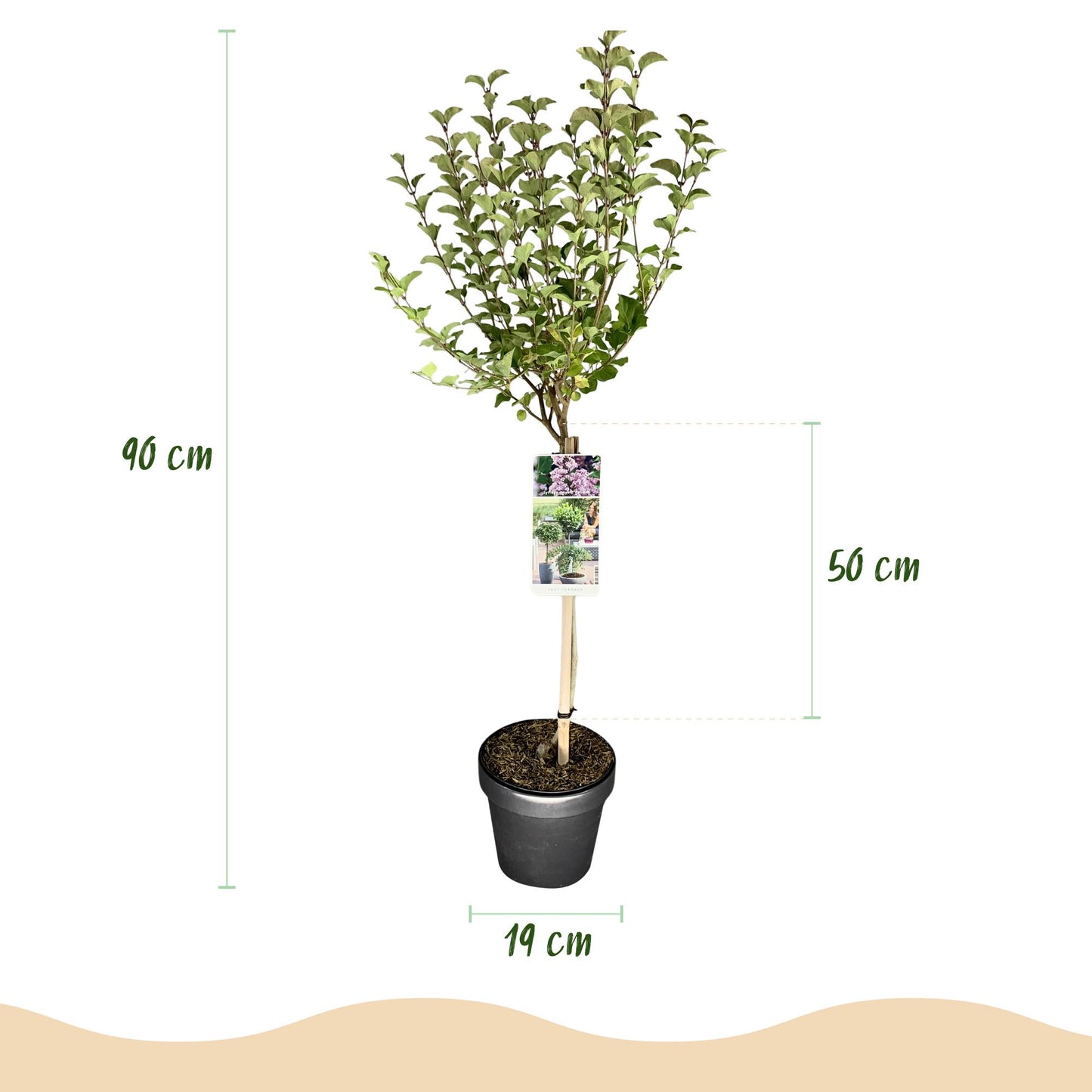 Syringa meyeri 'Palibin' op stam - Gewone sering - hoogte 90cm