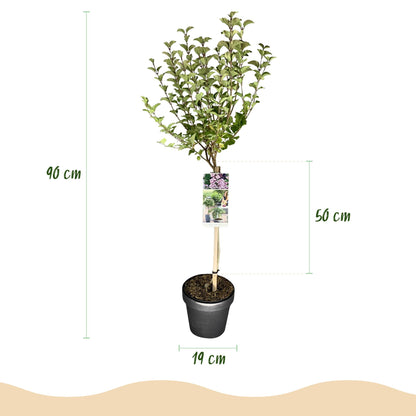 Syringa meyeri 'Palibin' op stam - Gewone sering - hoogte 90cm
