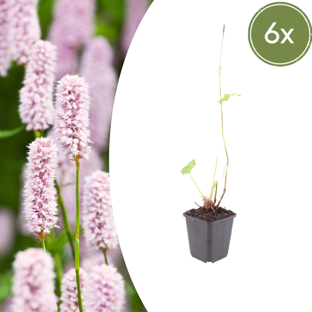 Persicaria bistorta - Adderwortel