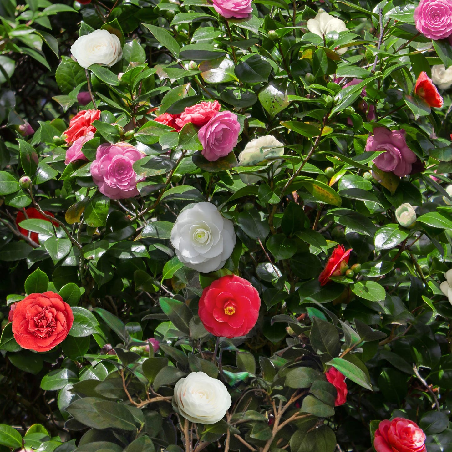Camelia japonica 'Tricolour' - Camelia - hoogte 30cm