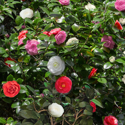 Camelia japonica 'Tricolour' - Camelia - hoogte 30cm