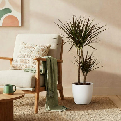 Dracaena Magenta - Drakenbloedboom - incl. pot wit - pot 21cm - hoogte 90-100cm