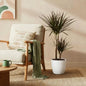Dracaena Magenta - Drakenbloedboom - incl. pot wit - pot 21cm - hoogte 90-100cm