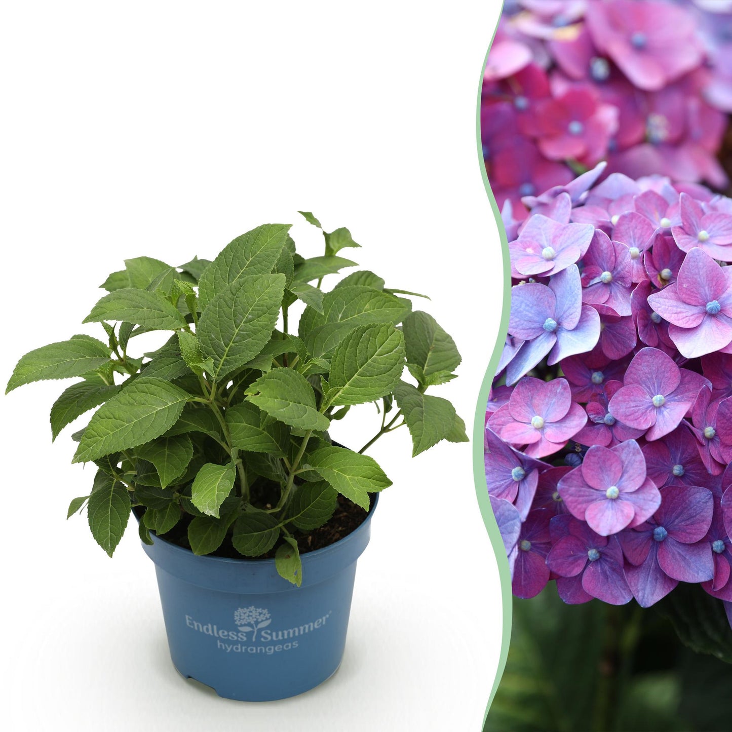 Hydrangea 'Endles Summer Summer Love Purple' - Paarse Hortensia - hoogte 20-25cm