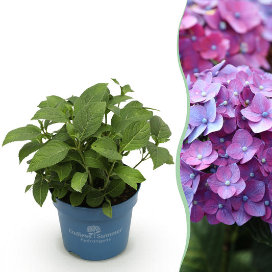 Hydrangea 'Endles Summer Summer Love Purple' - Paarse Hortensia - hoogte 20-25cm