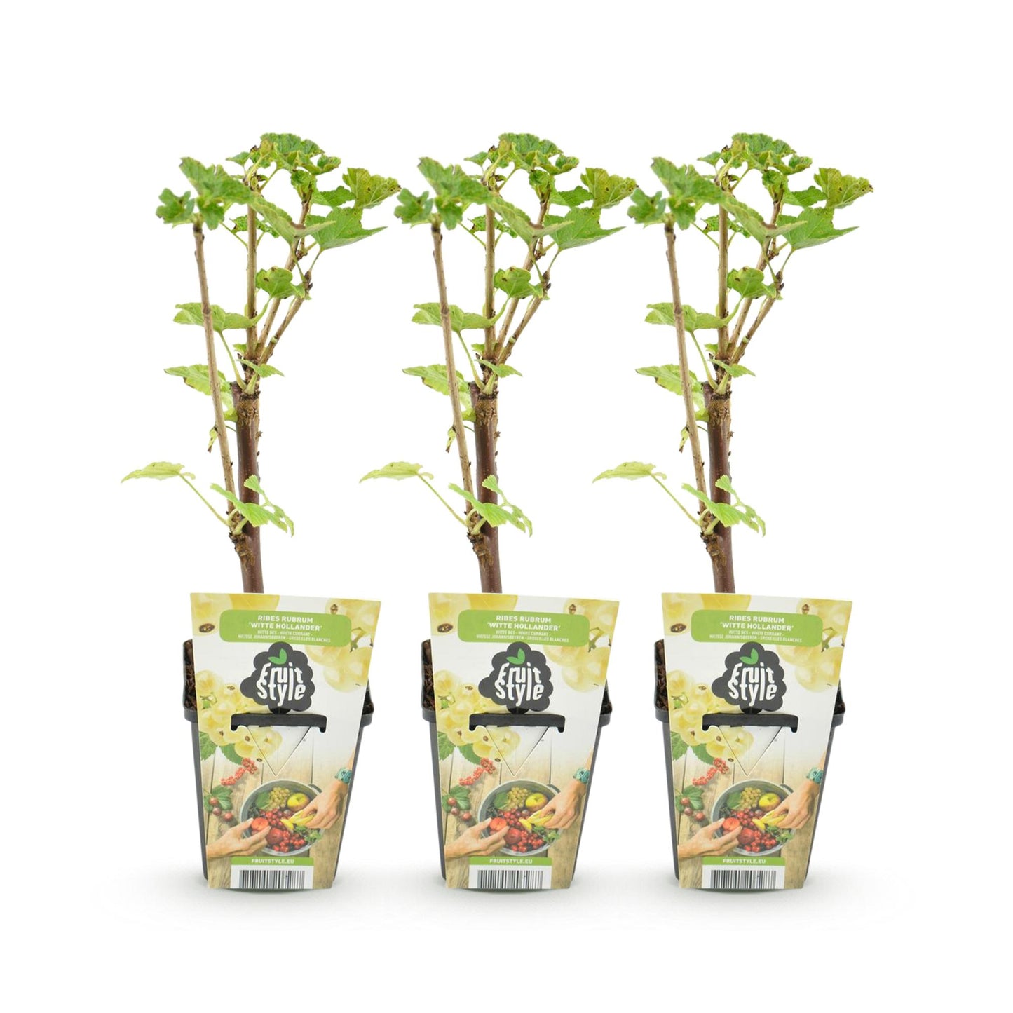 Ribes rubrum 'Witte Hollander' - Witte bes - 3 planten - Pot 9cm