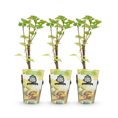 Ribes rubrum 'Witte Hollander' - Witte bes - 3 planten - Pot 9cm