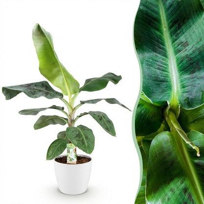 Musa acuminata Dwarf Cavendisch - Bananenplant - incl. pot wit - pot 21cm - hoogte 70-75cm