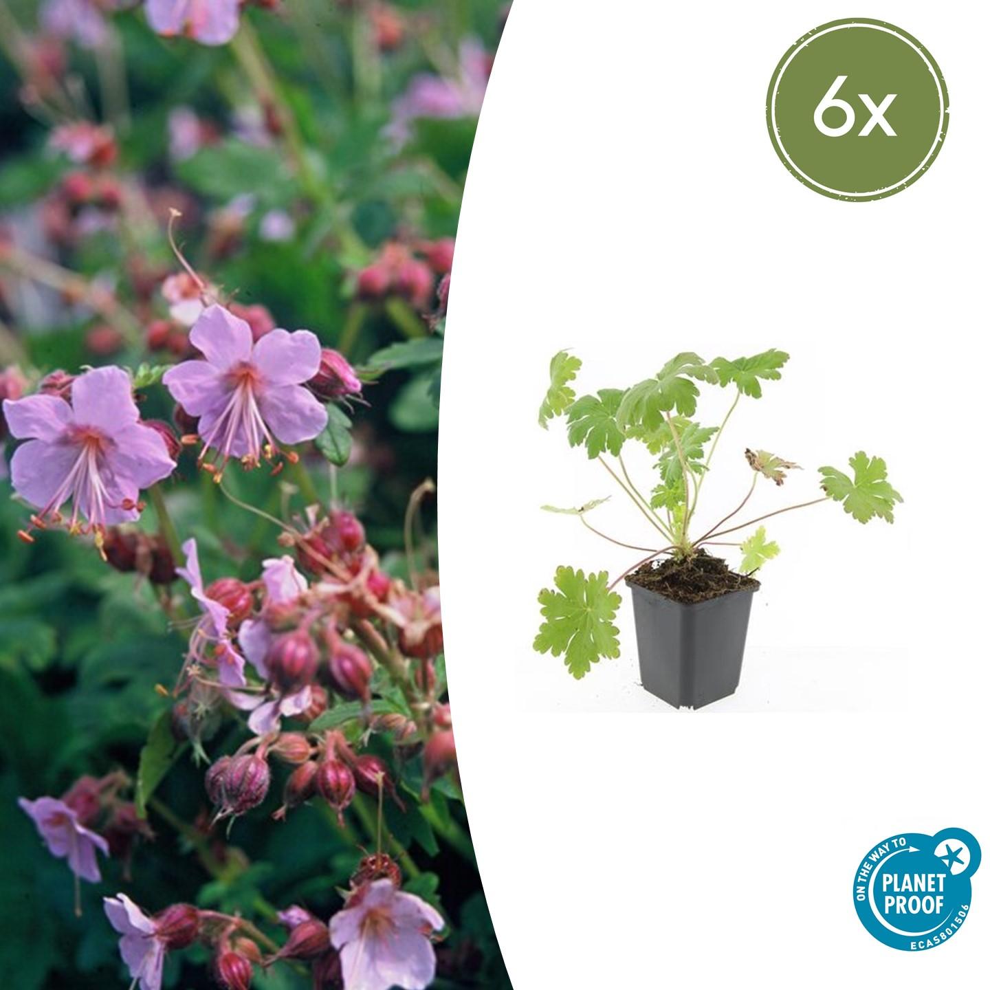 Geranium macrorrhizum 'Ingwersen's Variety' - Ooievaarsbek