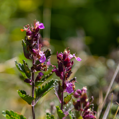 Teucrium lucidrys - Gamander