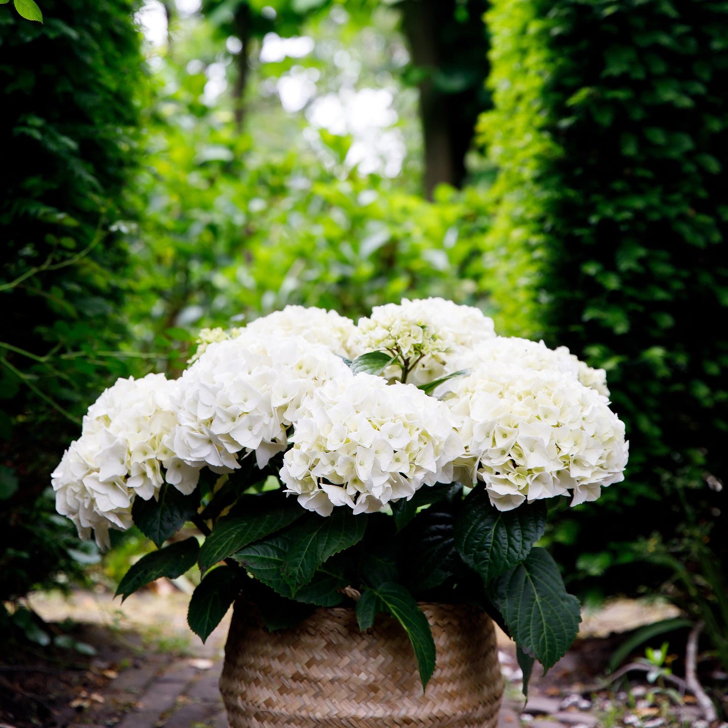 Hydrangea 'Forever & Ever White' - Witte Hortensia - 7-12 bloemen - hoogte 55cm