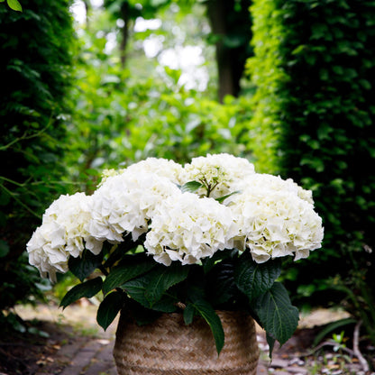 Hydrangea 'Forever & Ever White' - Witte Hortensia - 7-12 bloemen - hoogte 55cm