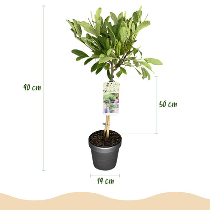Magnolia stellata op stam - Stermagnolia - hoogte 90cm