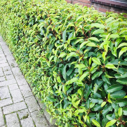 Prunus lusitanica 'Angustifolia' - Portugese Laurier - hoogte 30-35cm