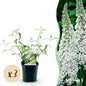Green boutiQ - Tuinplant - Buddleja davidii White Profusion - Vlinderstruik - Winterhard - Wit - 3 Planten - Pot 17cm - Hoogte 45cm