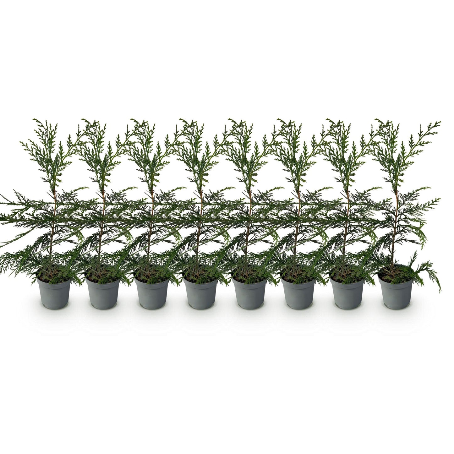 Cupressocyparis leylandii - Leylandcipres - hoogte 35-40cm