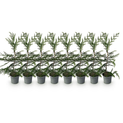 Cupressocyparis leylandii - Leylandcipres - hoogte 35-40cm